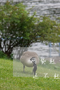 网贷起诉到法院怎么办 网贷起诉到法院仍然还不起咋办