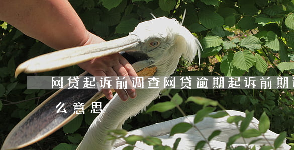 网贷起诉前调查(网贷逾期起诉前期调查是什么意思)