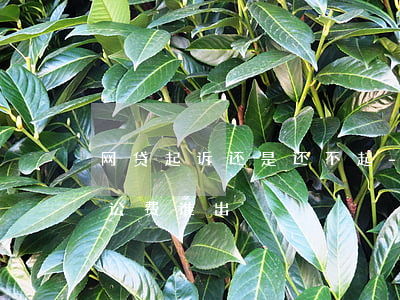 网贷起诉还是还不起-网贷还不起被起诉诉讼费谁出