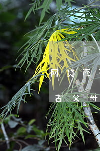 网贷还不起死亡案例(网贷不还死了后会找死者父母还吗)