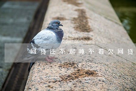 网贷还不起 睡不着(欠网贷心慌睡不着)