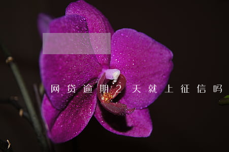 网贷逾期2天就上征信吗