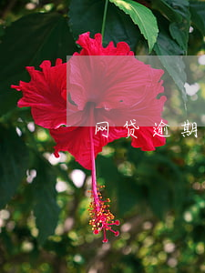 网贷逾期2年翻了几倍(网贷逾期好几年了)