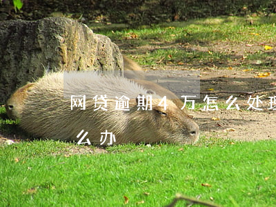 网贷逾期4万怎么处理(网贷欠了4万我该怎么办)