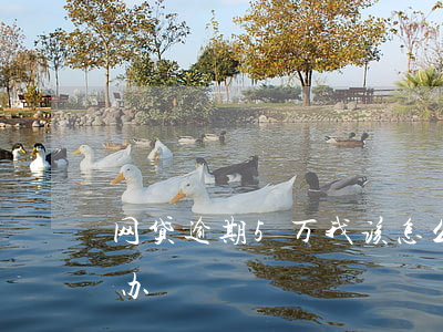 网贷逾期5万我该怎么办(网贷五万我该怎么办)