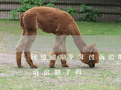网贷逾期9年过诉讼期了吗(网贷逾期9年过诉讼期了吗)