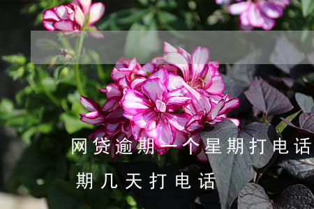网贷逾期一个星期打电话怎么回答-网贷逾期几天打电话