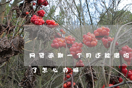 网贷逾期一个月还能借吗(网贷逾期一个多月了,怎么办啊)