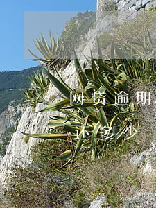 网贷逾期一天费用三百(网贷三千逾期一年要还多少)