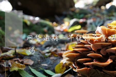 网贷逾期一年征信会黑吗(网贷不还征信会黑吗)
