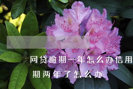 网贷逾期一年怎么办信用卡(欠信用卡网贷逾期两年了怎么办)