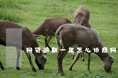 网贷逾期一年怎么协商(网贷逾期如何协商)