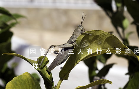 网贷逾期三天有什么影响(网贷逾期三天会怎样)