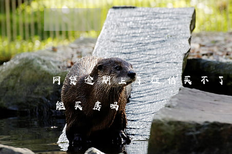 网贷逾期上了征信买不了房(网贷逾期上征信能买房吗)