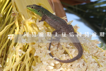 网贷逾期上征信(网贷逾期上征信后能撤销吗)