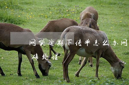 网贷逾期下传单怎么办(网贷都逾期了怎么正确处理)