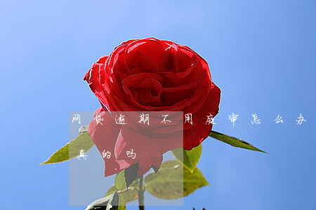网贷逾期不用庭审怎么办(网贷逾期要上法庭真的吗)