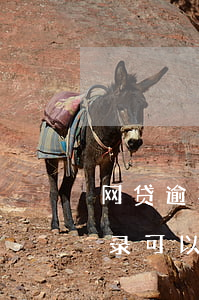网贷逾期两天爆通讯录(网贷逾期两天爆通讯录可以起诉么)