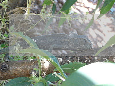 网贷逾期买了机票能坐吗(网贷逾期买了机票能坐吗)