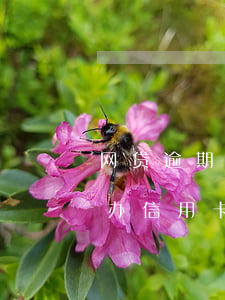 网贷逾期了2年能办信用卡吗(网贷逾期还能办信用卡嘛)