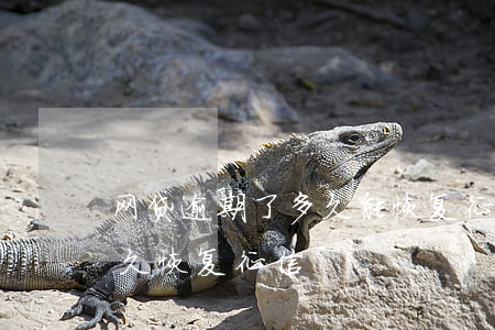 网贷逾期了多久能恢复征信(网贷逾期还完多久恢复征信)