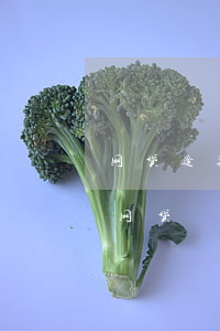 网贷逾期了如何申请复议(逾期能申请下来的网贷)