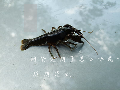 网贷逾期了 怎么协商-网贷逾期了怎么协商延期还款