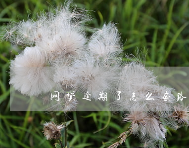网贷逾期了怎么套路(网贷逾期中怎么自救)