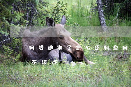 网贷逾期了怎么还利息(网贷产生的逾期费该不该还)
