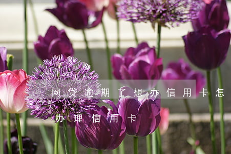 网贷逾期了想办信用卡怎么办 网贷逾期怎么办理信用卡