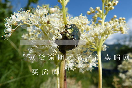网贷逾期了房子能卖吗(网贷有逾期还能贷款买房吗)