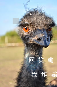 网贷逾期了要起诉说非诈骗(网贷逾期说要告我诈骗)