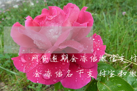 网贷逾期会冻结微信支付宝账号吗(网贷逾期会冻结名下支付宝和微信吗)