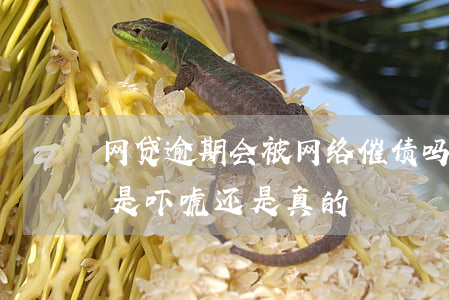 网贷逾期会被网络催债吗(网贷逾期上门催债是吓唬还是真的)