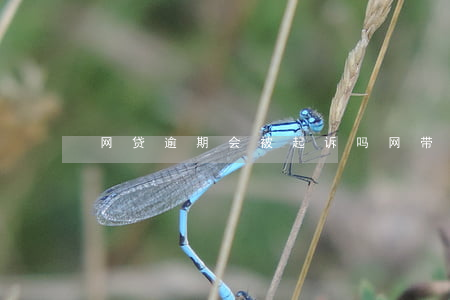 网贷逾期会被起诉吗（网带逾期立案起诉）