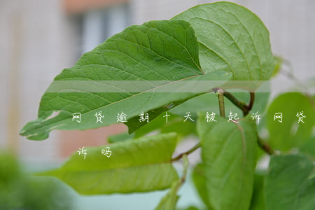网贷逾期十天被起诉 网贷逾期十几天会被起诉吗