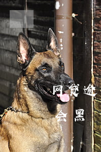 网贷逾期半个月算网黑吗(网贷逾期多久征信会黑)