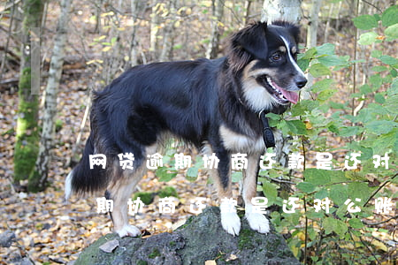 网贷逾期协商还款是还对公账户吗-网贷逾期协商还款是还对公账户吗安全吗