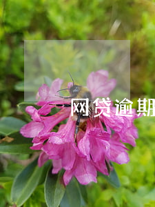 网贷逾期南京银行法庭