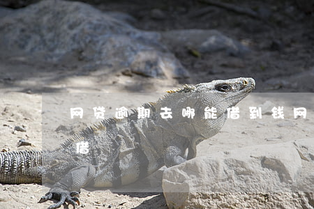 网贷逾期去哪能借到钱(网贷逾期去哪里还能借)