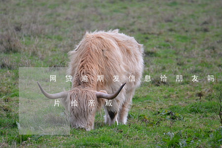 网贷逾期发信息给朋友吗(网贷逾期说要发照片给亲戚)