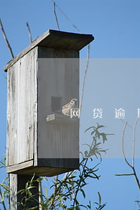网贷逾期可以买医保吗(网贷逾期还能买房吗)