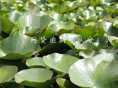 网贷逾期可以分60期(最长60期的分期网贷)