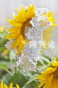 网贷逾期可以加入美团么