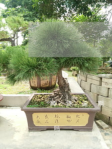 网贷逾期可以坐飞机不(网贷会限制我坐飞机吗)