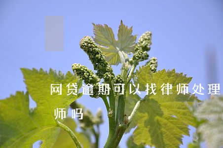 网贷逾期可以找律师处理 网贷逾期可以找律师吗