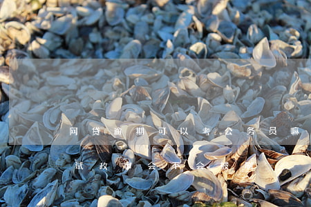 网贷逾期可以考公务员嘛(网贷逾期公务员考试政审会不会被刷)