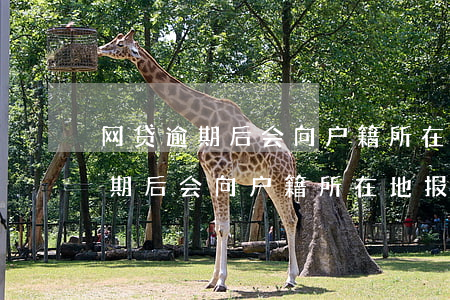 网贷逾期后会向户籍所在地报案吗-网贷逾期后会向户籍所在地报案吗知乎
