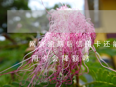 网贷逾期后信用卡还能提额吗(网贷逾期了信用卡会降额吗)