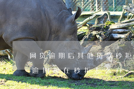 网贷逾期后其他贷款秒拒(网贷申请多了没有逾期现在秒拒怎么办)